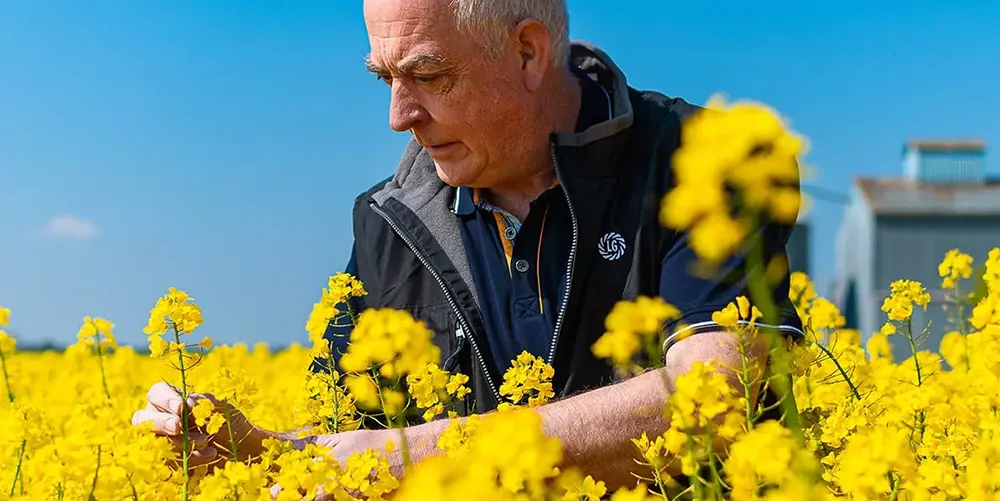 nasiona rzepaku lg alpine obraz