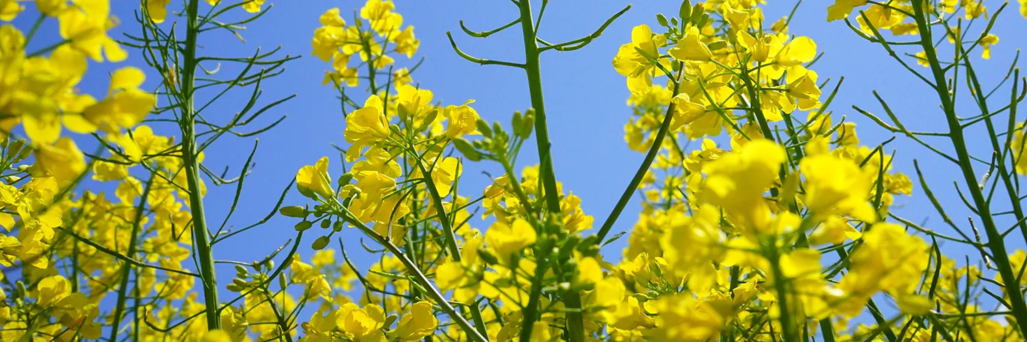 nasiona rzepaku lg alpine obraz intro