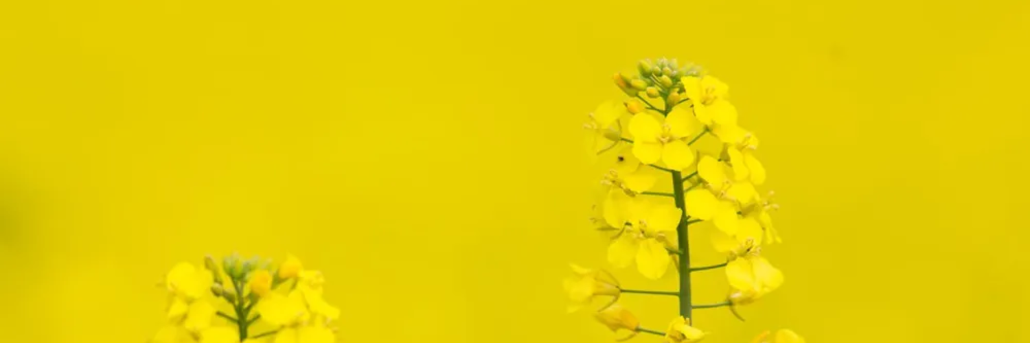 nasiona rzepaku kws hiberia obraz