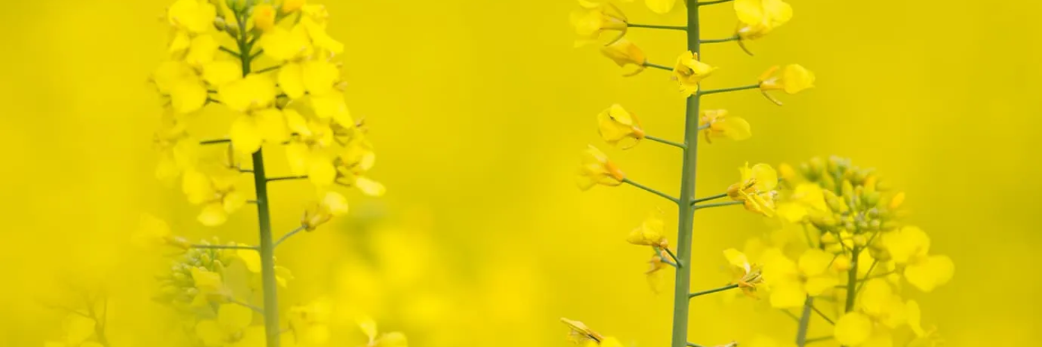 nasiona rzepaku kws hiberia obraz