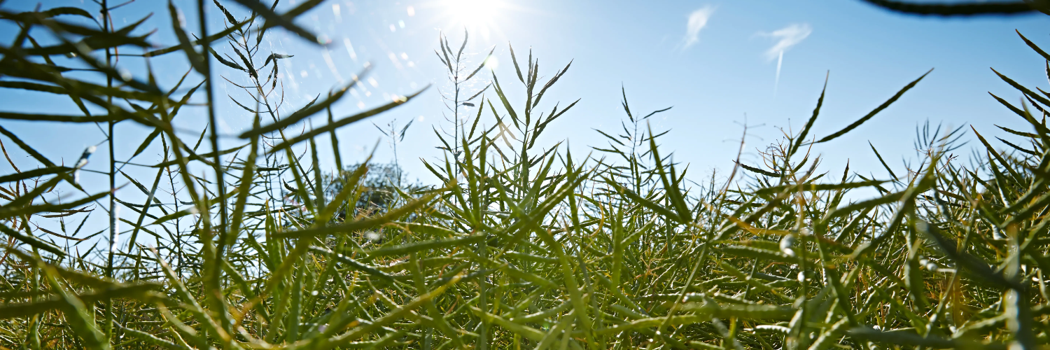 nasiona rzepaku kws hiberia obraz intro