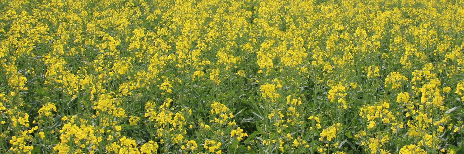 nasiona rzepaku lid invicto obraz