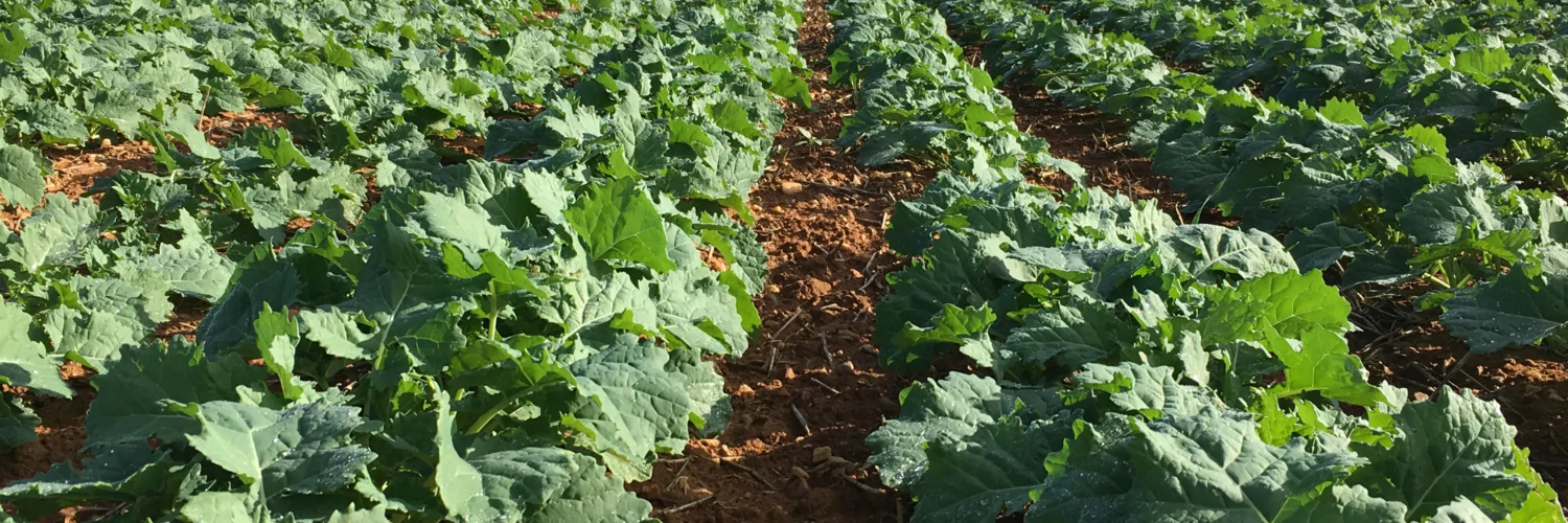 nasiona rzepaku lid invicto obraz