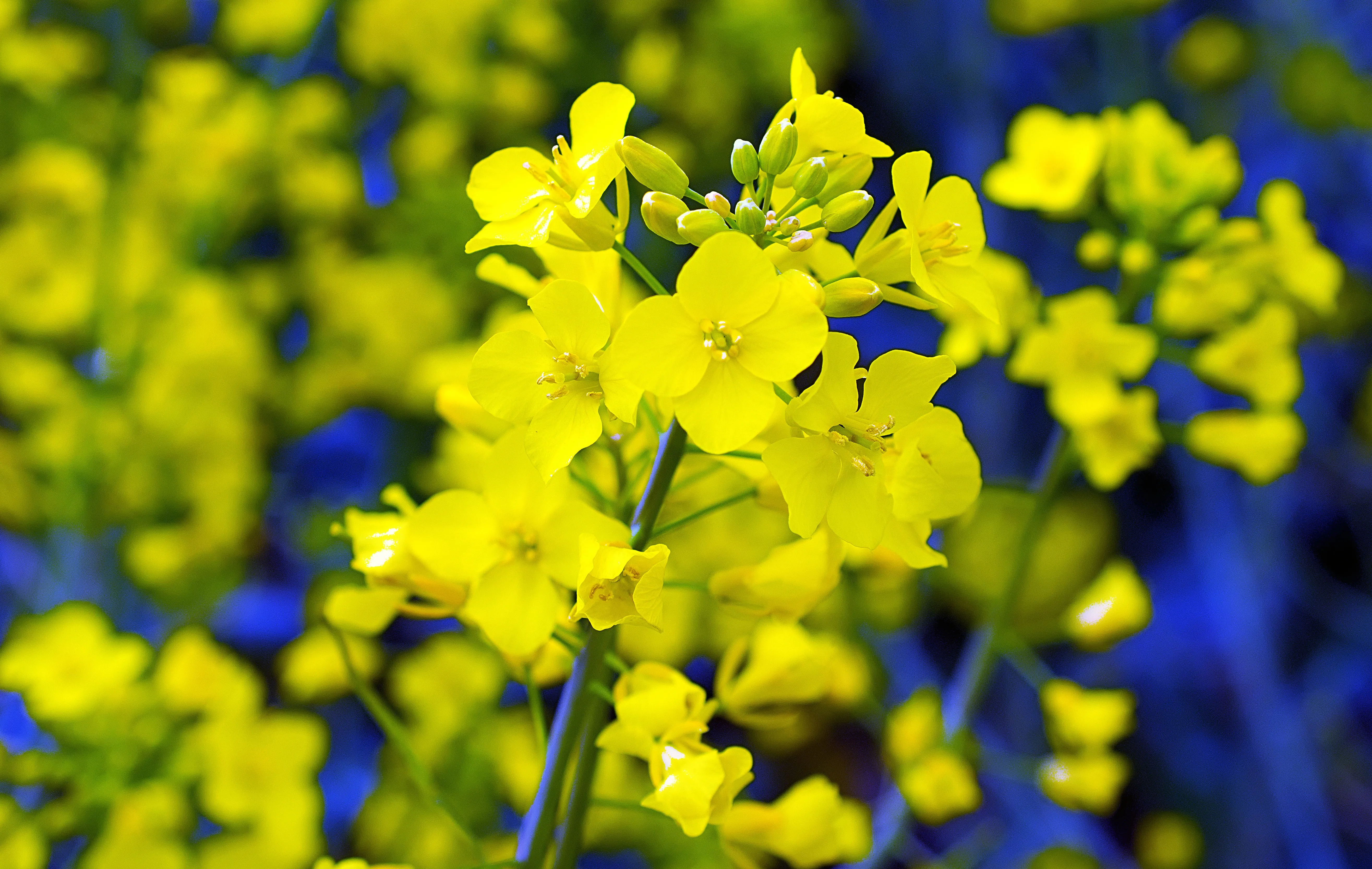 nasiona rzepaku lid invicto obraz