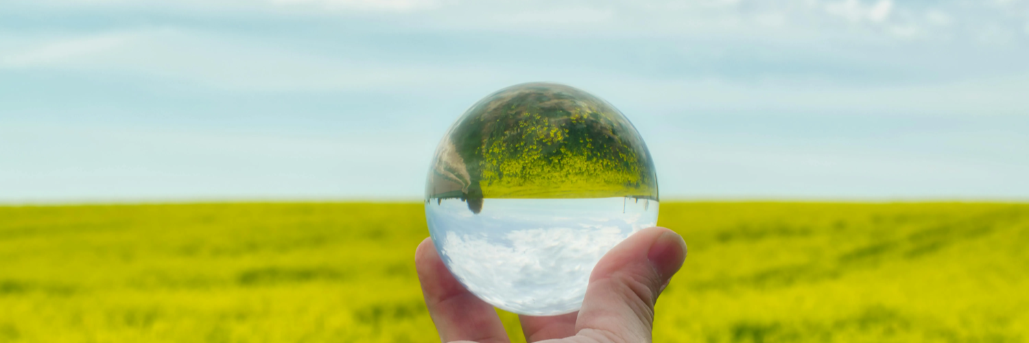 nasiona rzepaku lid invicto obraz intro