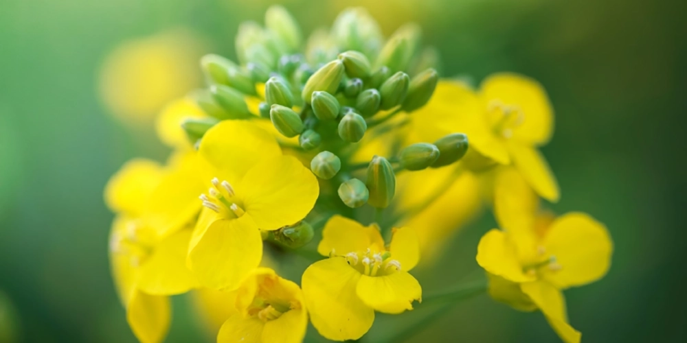 nasiona rzepaku sm bolt obraz