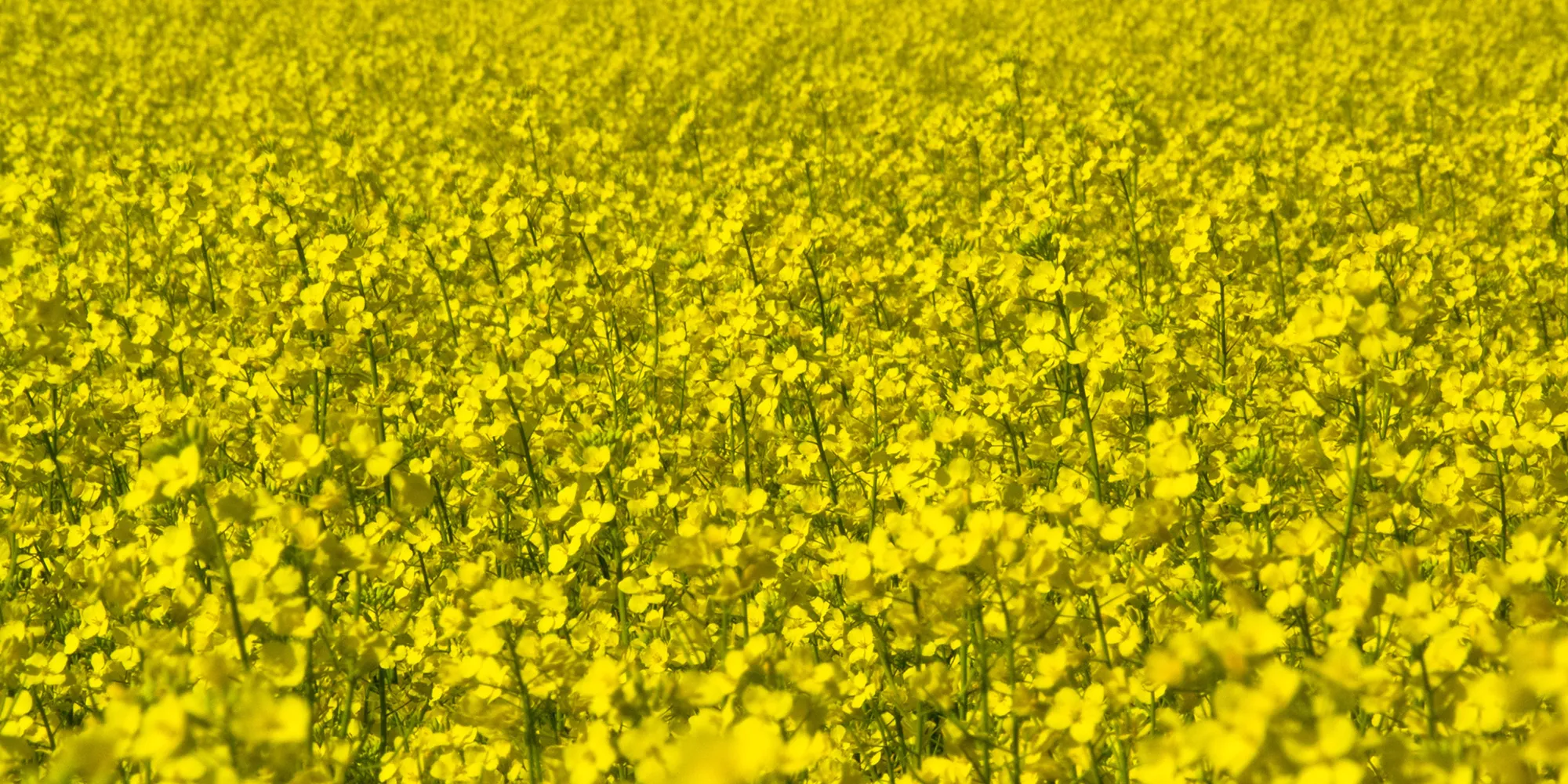 nasiona rzepaku sm bolt obraz