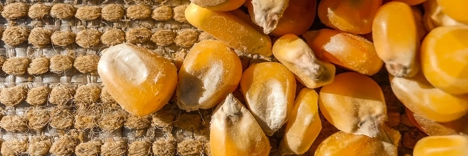 kukurydza chutney wysokiej jakości ziarno na grys