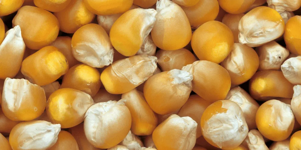 kukurydza chutney wysokiej jakości ziarno na grys