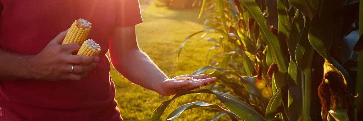 kukurydza chutney wysokiej jakości ziarno na grys