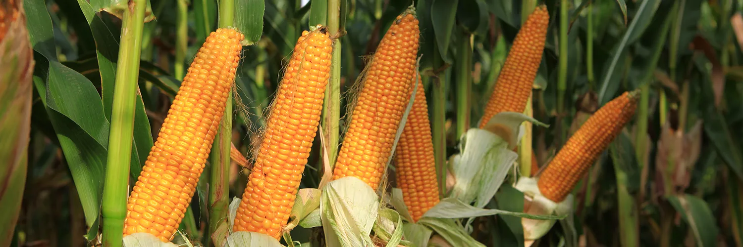 kukurydza SM Mieszko wysokiej jakości kiszonka