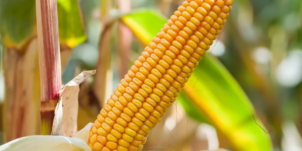 kukurydza sm mieszko wysokiej jakości kiszonka