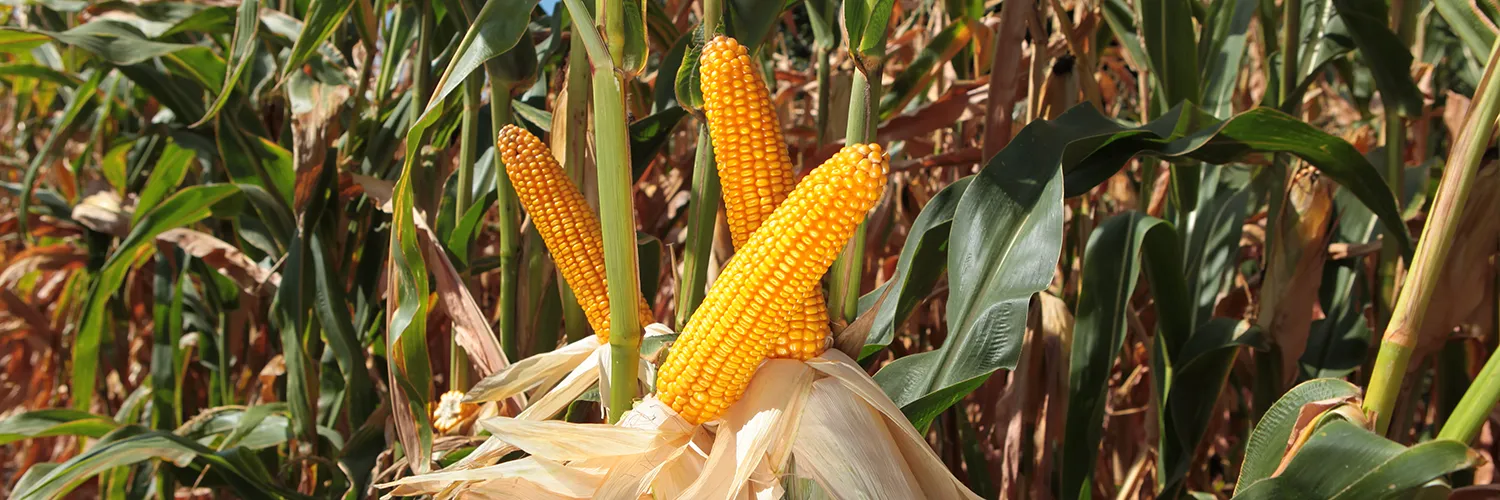 kukurydza SM Mieszko wysokiej jakości kiszonka