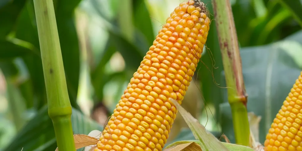 kukurydza sm wawel wysokiej jakości kiszonka